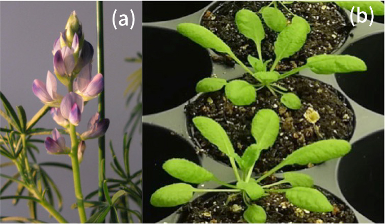 Lupinus angustifolius and Arabidopsis thaliana.