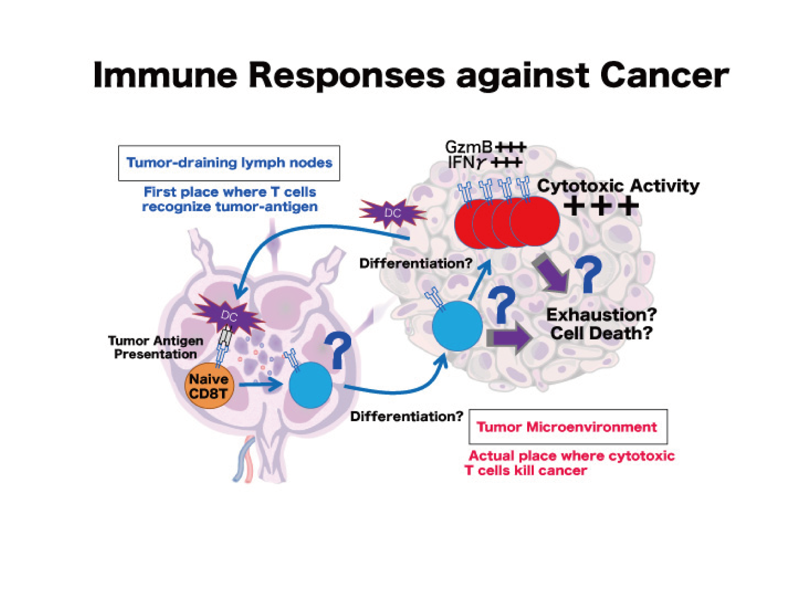 Comprehensive understanding of T cell-centered anti-tumor immune response and creation of its therapeutic strategy platform