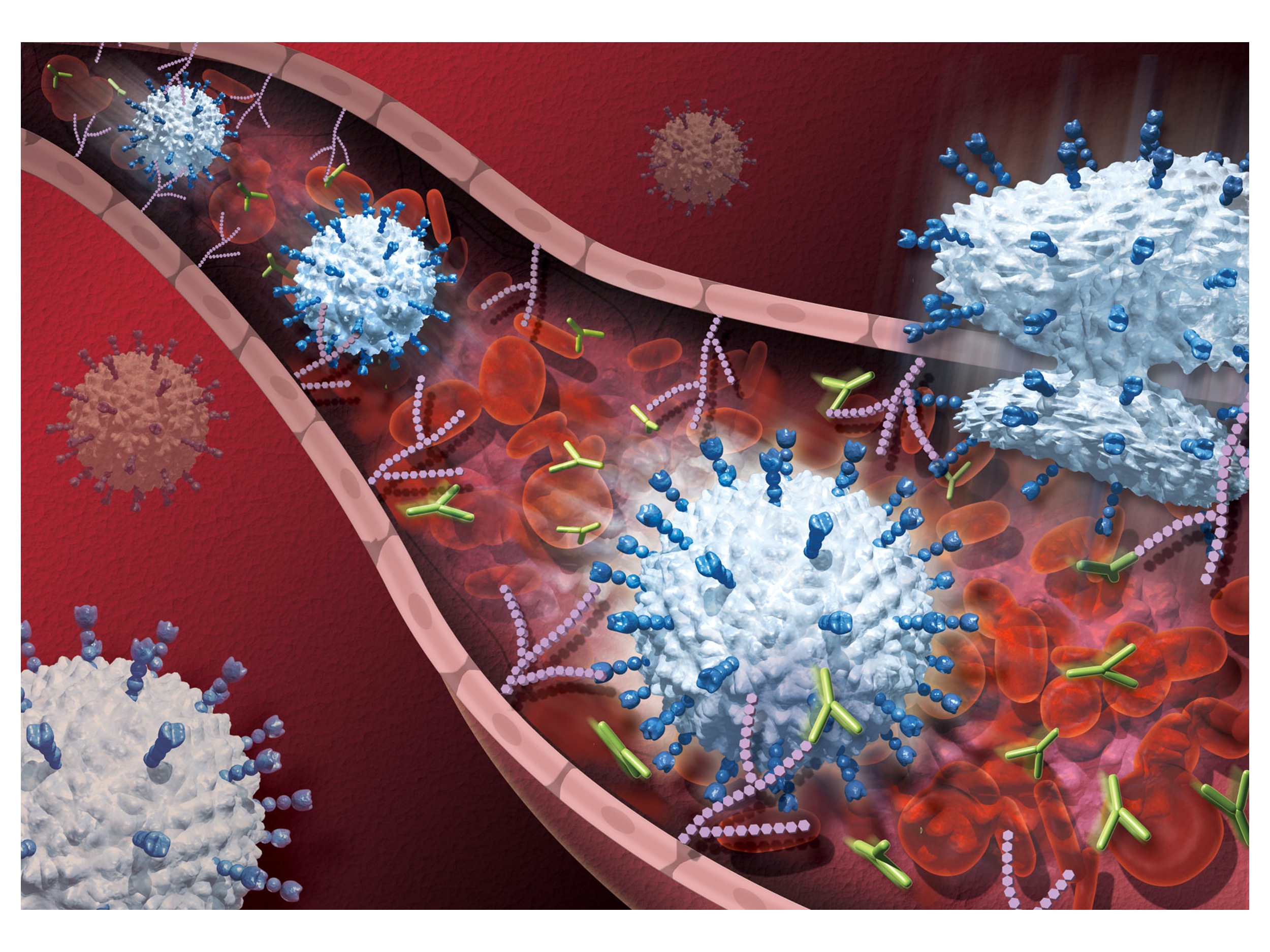 免疫関連疾患治療効果を示す抗糖鎖モノクローナル抗体の開発