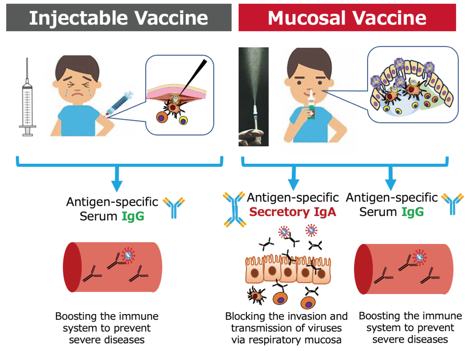 Development of Mucosal Vaccines and Immunotherapies at International Research Center for Allergy and Mucosal Vaccines