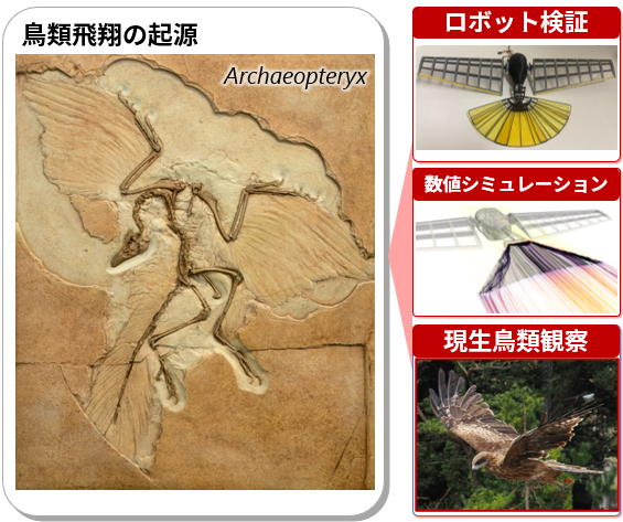 ロボットが切り拓く鳥類飛行の起源